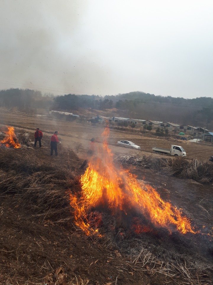 (27일) 시초면, 산림연접지 논밭두렁 소각작업 실시