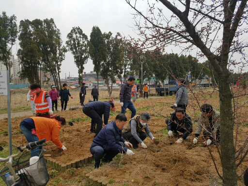 꾸미기_(2일) 장항읍주민자치위원회, 철길공원 내 꽃동산 가꾸기 사업 추진(식재모습)