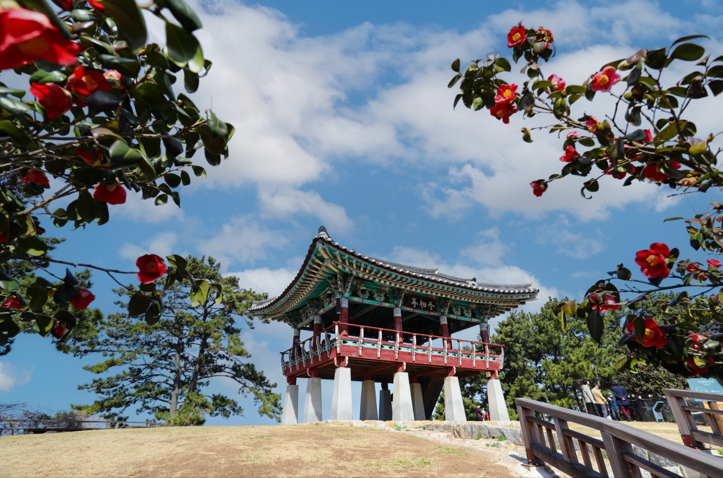 5. 서천군, 지금 동백꽃 필 무렵 (2)