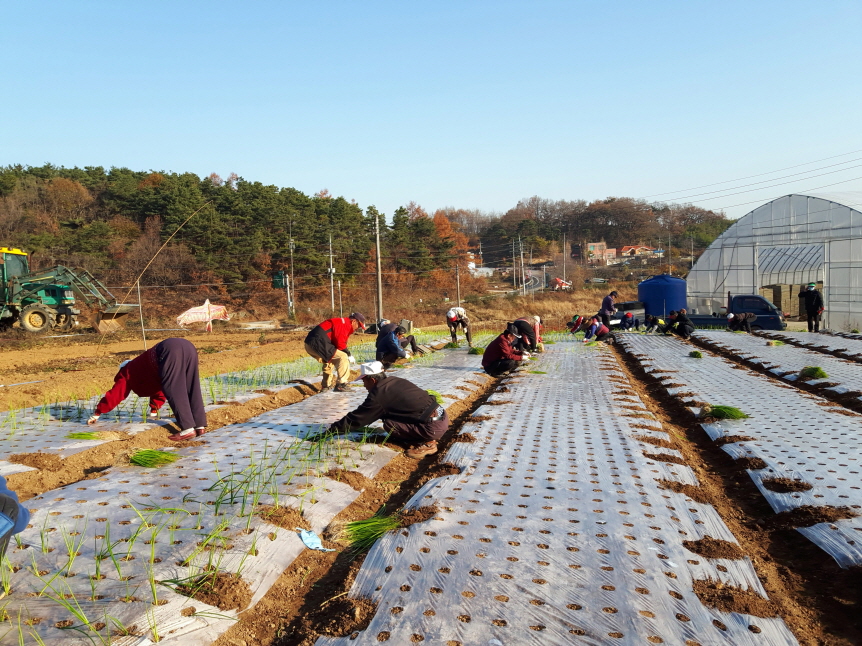 서천군 시초면, 농촌일손돕기 실시