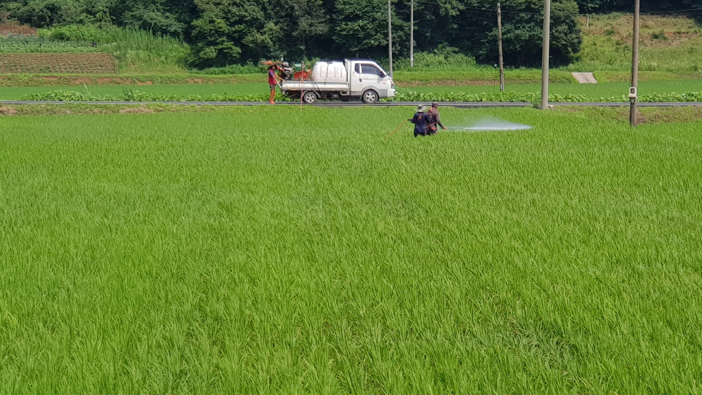 서천군, 벼 잎도열병 적기방제 당부