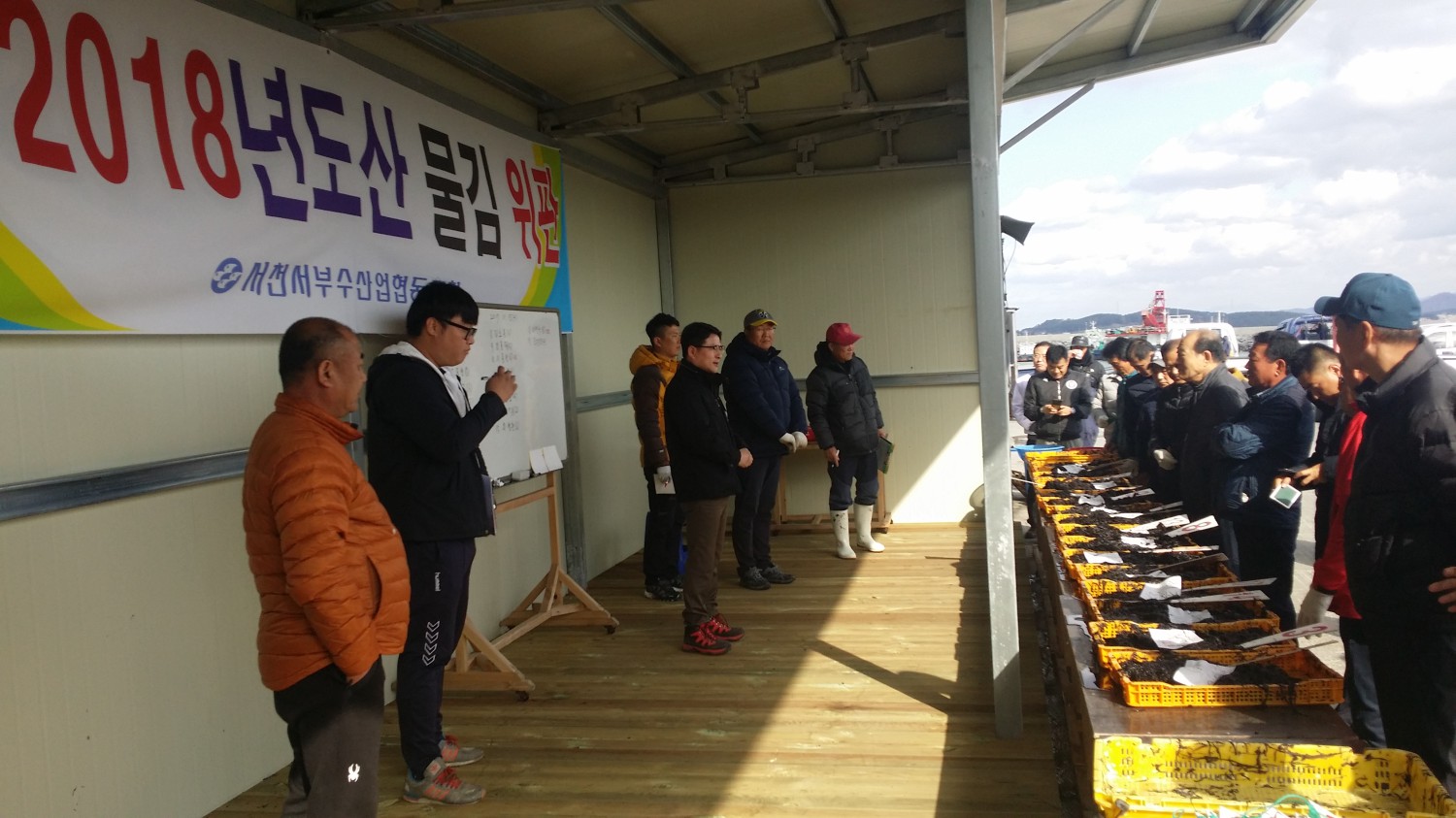 서천군 서면, 본격적인 물김 생산 시작