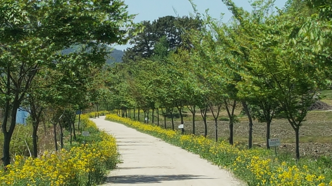서천읍, 유채꽃 길에서 산책 어때요~?