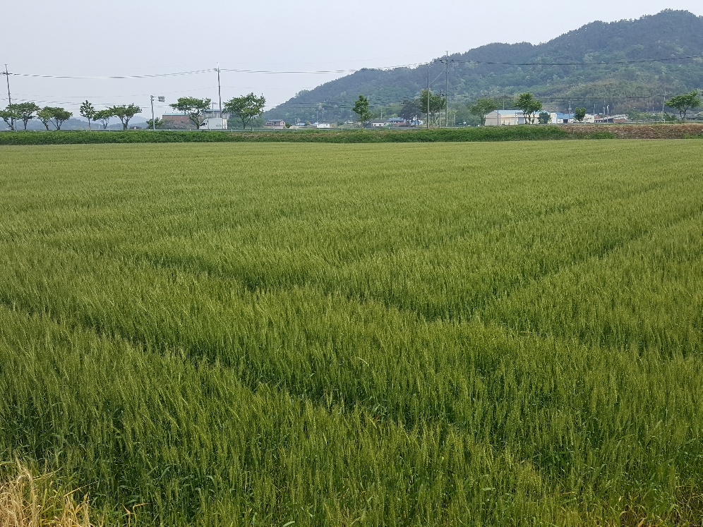 서천군, 잦은 강우로 맥류 ‘붉은곰팡이병’ 발생 우려