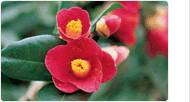 County flower: Camellia